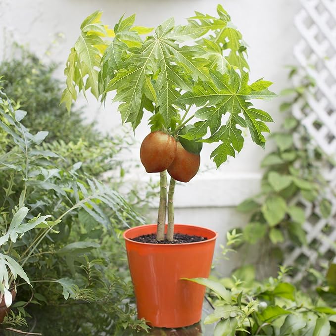 GARDENERA Papaya Plant Potting Soil - Enhance Fruiting and Health with Professional Grade Nutrient-Rich Mix - 3 Quart