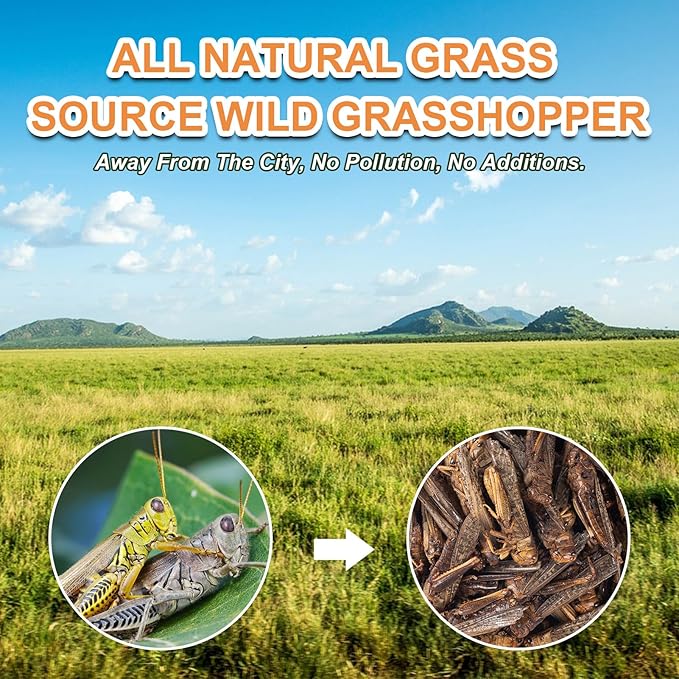 Dried Grasshoppers Reptile Food All Natural - High Protein Dried Insects Treats for Bearded Dragons Turtles Geckos Lizards Hedgehogs Chameleon Birds（3.5 OZ）