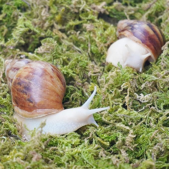 4oz Substrate for Pet Snails, Ideal for Maintain The Humidity Levels in Tank