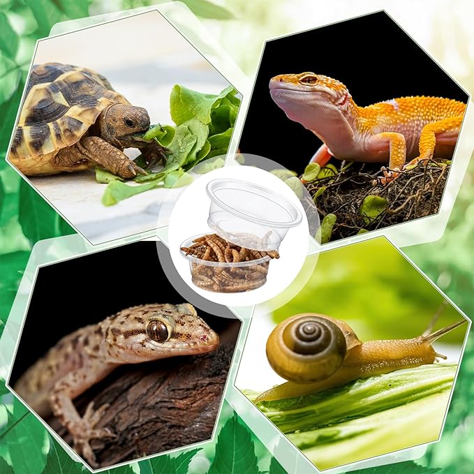Maxcheck 1000 Pcs 0.5 oz Gecko Feeding Cups Small Gecko Food and Water Cups Reptile Feeding Bowls Plastic Bearded Dragon Food Bowl for Lizard Small Pet Ledge Accessories (Transparent)