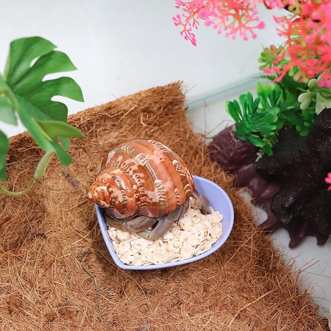 4 Pack Hermit Crab Plastic Food Dish, Hermit Crab Food & Water Bowl, Mini Food Dish Kit, Suitable for Hermit Crab Tarantula Snail