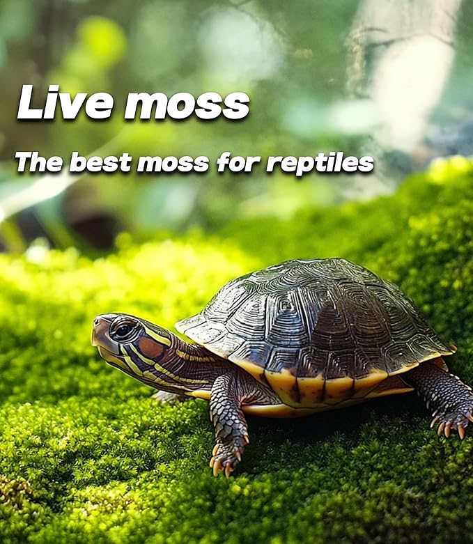 Live Moss for Reptiles - Terrarium Moss for Reptiles Peat Moss for Reptiles Habitat Bedding Moss for Snakes Turtle Frog Gecko and Other Reptiles Substrate 50 Square inches Live Moss