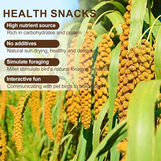 Sun-Dried Spray Millet for Birds - 0.88LBS Natural Non GMO, Healthy Millet Bird Treat, Bird Treats for Parakeets, Parrots, Cockatiels, Lovebirds, Finches & Canaries Food
