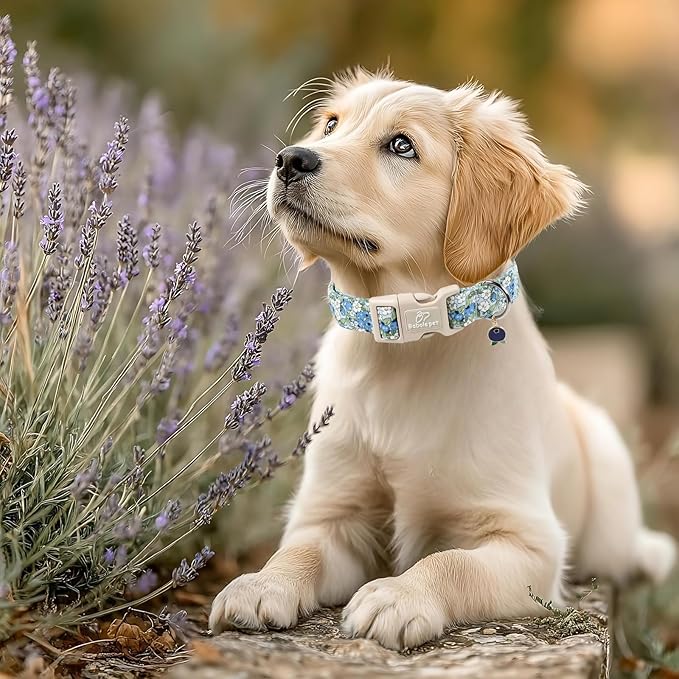 Blueberry Pattern Dog Collar, Cute Light Blue Spring Summer Puppy Collar - Soft Adjustable Designer Dog Collars for Small Medium Large Dogs XL
