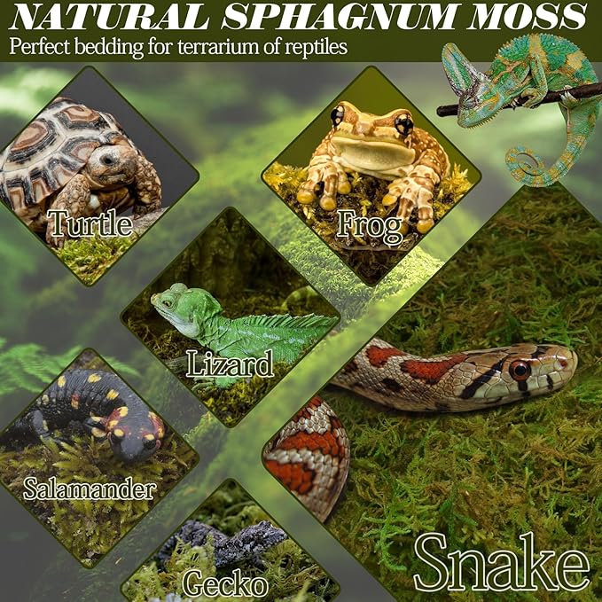 ZeeDix 2.2 lb Sphagnum Moss for Reptiles,20 qt Reptile Bedding Substrate Tank Accessories Terrarium Moss, Green Forest Moss for Leopards Geckos Snakes Turtles Frogs