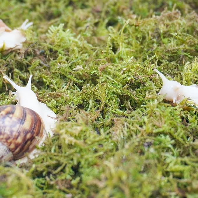 4oz Substrate for Pet Snails, Ideal for Maintain The Humidity Levels in Tank
