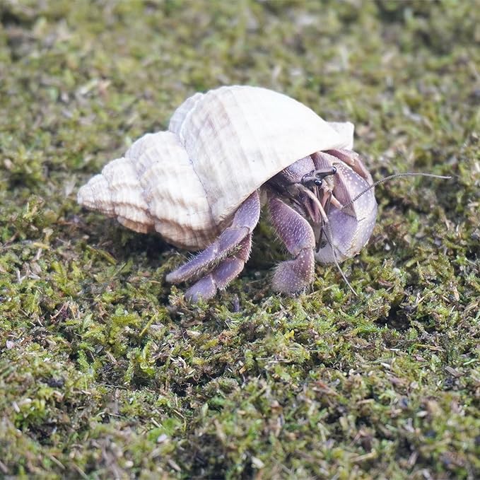 3.5oz Hermit Crabs Substrate, Ideal for Hermit Crab Supplies for Tank Habitat
