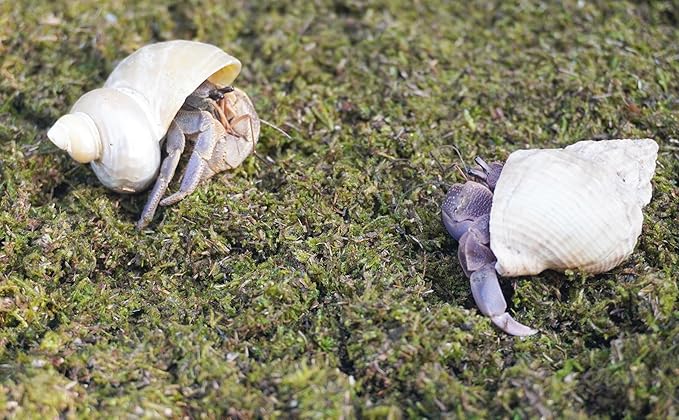 3.5oz Hermit Crabs Substrate, Ideal for Hermit Crab Supplies for Tank Habitat