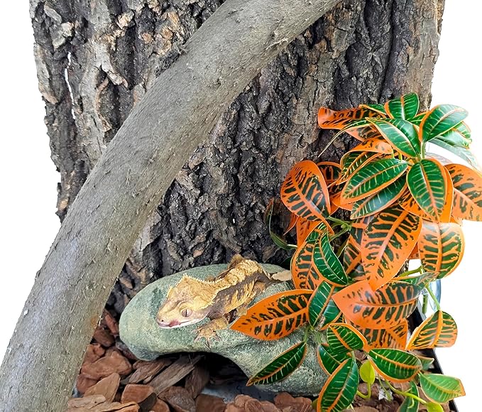 Woyrise 2 Pack Reptile Plants, Terrarium Hanging Plant Vines, Artificial Leaves with Suction Cup, Bearded Dragon Tank Accessories for Gecko Lizard Snake Frog Tortoise Decorations - Codiaeum Variegatum