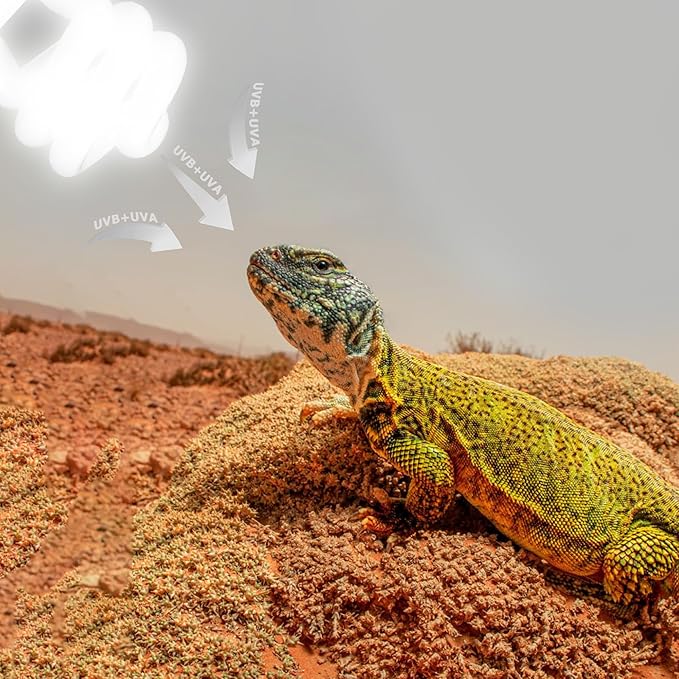 UVB 105.0 Reptile Light 13W, Compact Fluorescent Lamp，Coil UVB Desert Bulb–Lighting for Bearded Dragons, Lizards, Tortoises, Snakes, Geckos, Amphibians & Small Reptile Tanks
