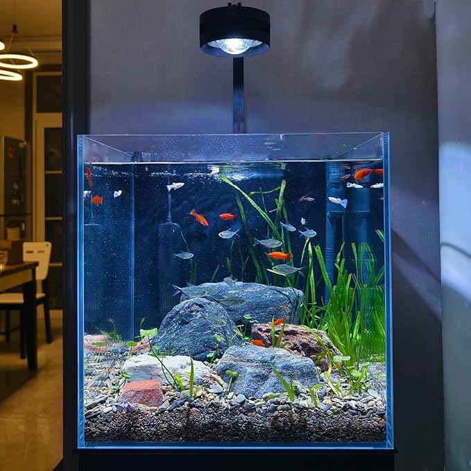 High-Clarity 3.5 Gallon Fish Tank 30 * 15 * 30CM - Low Iron Glass Aquarium with Space-Saving Thin & Narrow Designs | Includes Non-Slip Mat, Corner Guards + Decor | Ideal for Desktop/Bathroom