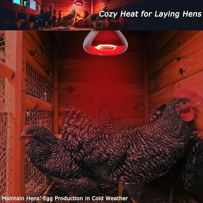 60W Compact Red Infrared Heat Lamp Bulb – Provides All-Day Heating to Support Metabolism, Digestion & Appetite, Basking Spot Light for Reptiles, Lizards, Terrarium & Brooder Heater, 2.5"