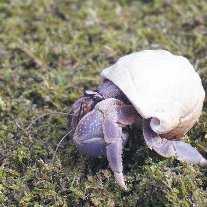 3.5oz Hermit Crabs Substrate, Ideal for Hermit Crab Supplies for Tank Habitat