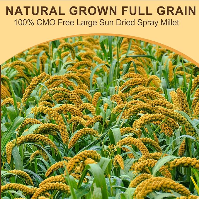 Sun-Dried Spray Millet for Birds - 0.88LBS Natural Non GMO, Healthy Millet Bird Treat, Bird Treats for Parakeets, Parrots, Cockatiels, Lovebirds, Finches & Canaries Food