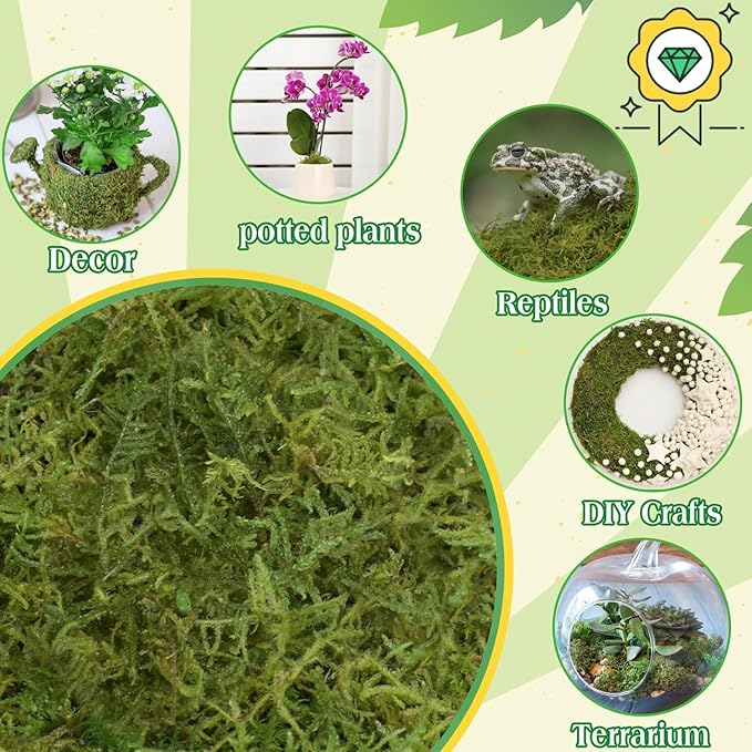 Halatool 6OZ Green Moss for Indoor Plants, 8QT Orchid Moss for Repotting, Forest Moss for Potted Plants, Real Moss for Succulent Carnivorous Houseplant Terrariums Garden Reptiles