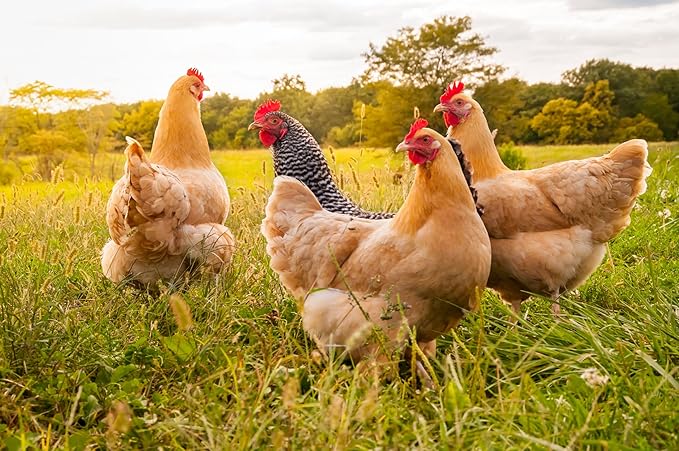 CountryMax Hen Egg Layer Pellet with 16% Protein for Increased Egg Production for Chickens (10 Pounds)