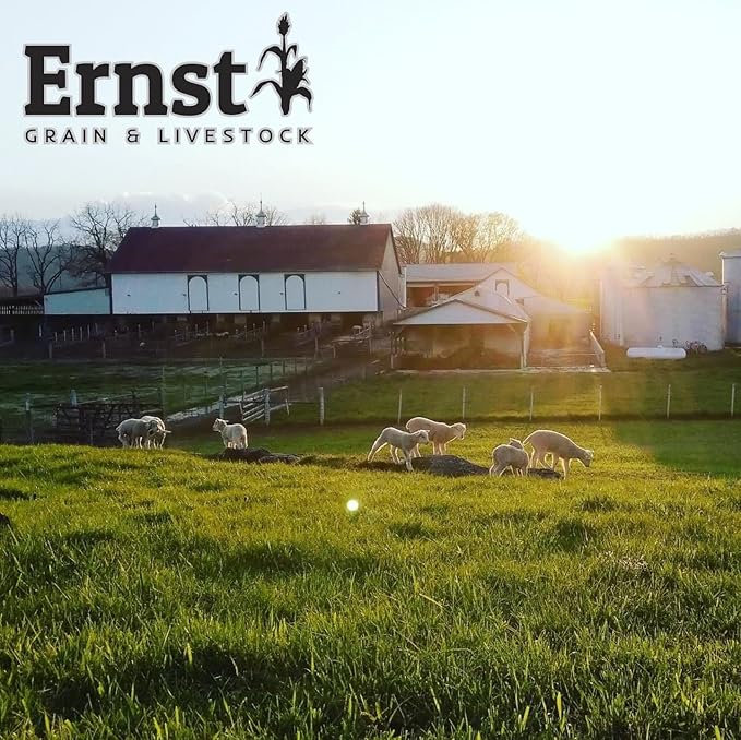 Ernst Grain Cracked Corn, Non-GMO – Perfect Feed for Ducks, Squirrels, Chickens, Ducks, Deer, Rabbits, Geese, and More! (10 lb)