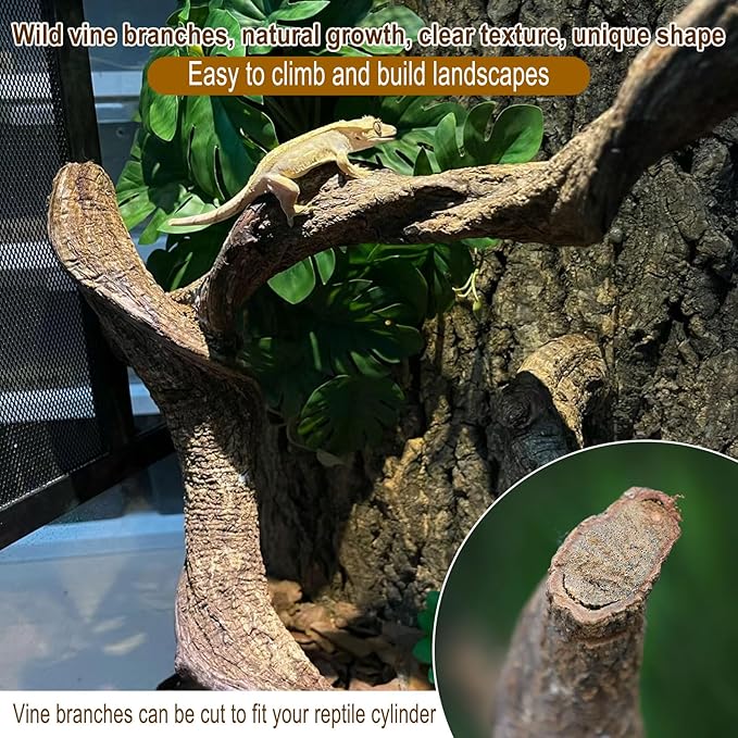 BNOSDM Reptile Forest Climbing Branch Decor Crested Gecko Climb Wood Natural Branches Tree for Snake Frog Chameleon Spider Bearded Dragon Terrarium Habitat Tank Accessories,6PCS