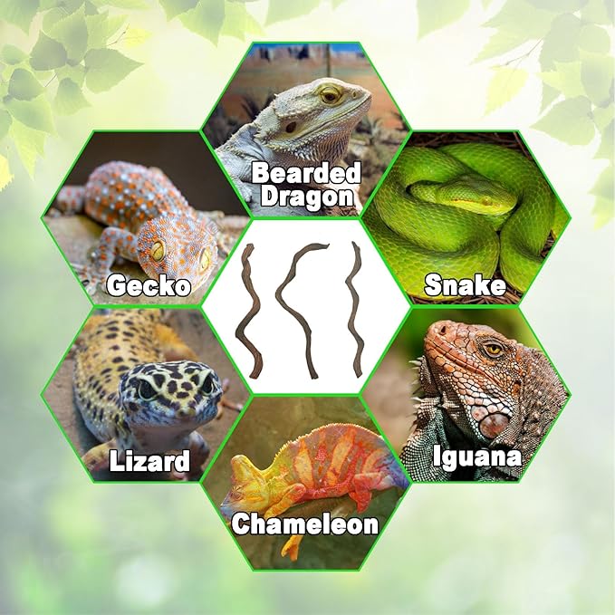BNOSDM Reptile Forest Climbing Branch Decor Crested Gecko Climb Wood Natural Branches Tree for Snake Frog Chameleon Spider Bearded Dragon Terrarium Habitat Tank Accessories,3PCS