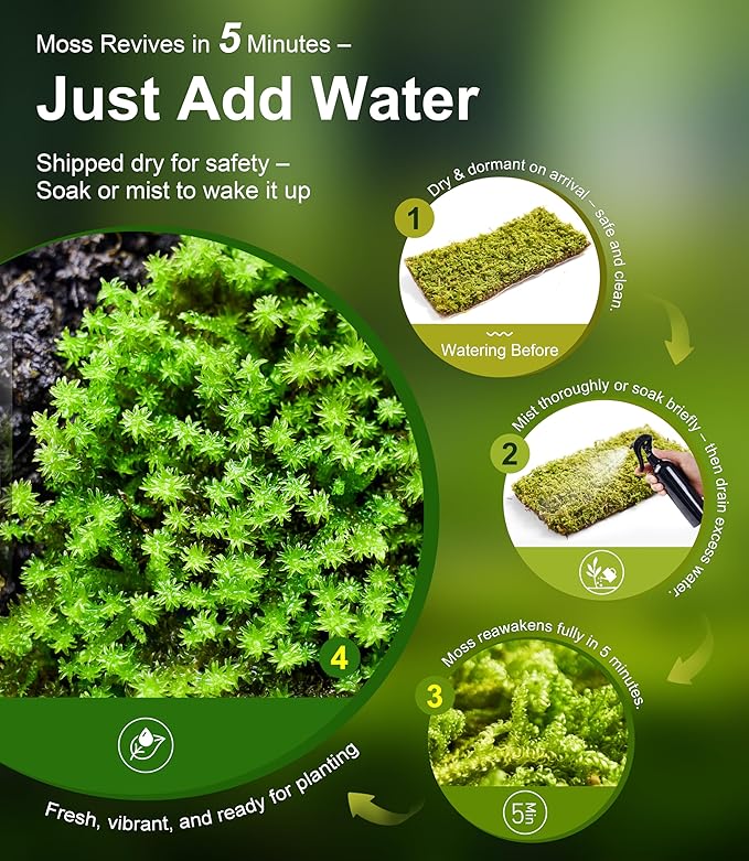 Live Moss Variety Pack – 3-Pack Mixed Mosses (Each 3.5" x 7") – Real Sheet Moss for Terrariums, Bonsai, Reptile Tanks, Succulents & DIY Plant Crafts, Living Moss for Terrarium, Indoor planters