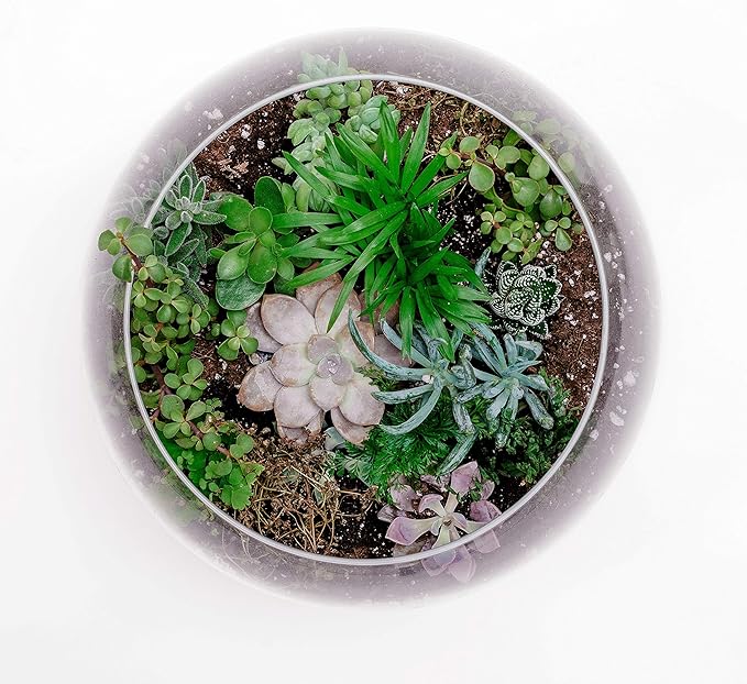 WGV Bowl Glass Vase, Diameter 10", Height 8", Open Width 6", (Multiple Sizes Choices) Clear Bubble Planter Terrarium Fish Bowl for Wedding Event Home Decor, 1 Piece (VBW0010)