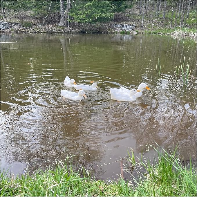 Waterfowl Feed Open Water Diet 40 lb | for Feeding Ducks Geese Swans | Floating Pellets with Niacin for Ducks