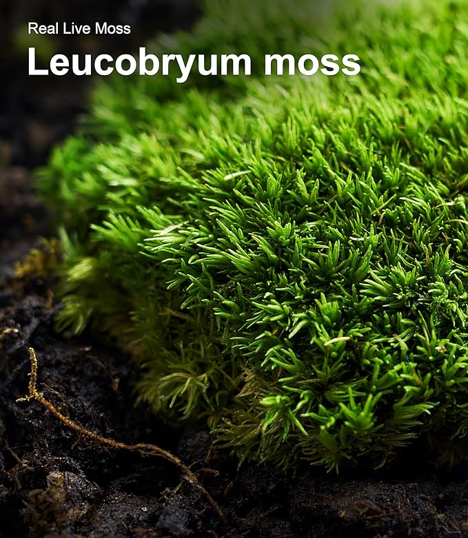 Live Moss Variety Pack – 3-Pack Mixed Mosses (Each 3.5" x 7") – Real Sheet Moss for Terrariums, Bonsai, Reptile Tanks, Succulents & DIY Plant Crafts, Living Moss for Terrarium, Indoor planters