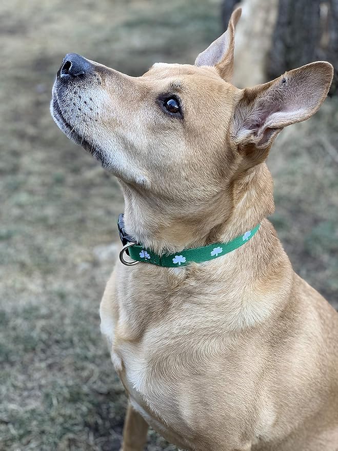 Native Pup St Patricks Dog Collar- Saint Patrick Green Shamrock Pet Collars- St. Patrick’s Lucky Irish- Cute Boy Girl Puppy Gift- Adjustable for Small, Medium, Large Breeds (Shamrock, Small)