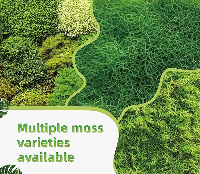 Live Moss for Reptiles - Terrarium Moss for Reptiles Peat Moss for Reptiles Habitat Bedding Moss for Snakes Turtle Frog Gecko and Other Reptiles Substrate 50 Square inches Live Moss