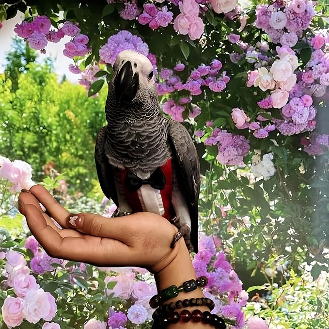 Bird Diapers with Bow Bird Harness Tuxedo Flight Suits with 80in Flying Leash Parrot Nappy with Waterproof Inner Layer Urine Wet Suite for Cockatiel Conure Parakeet Macaw Budgie-Red,S