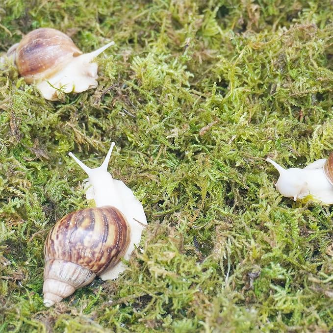 4oz Substrate for Pet Snails, Ideal for Maintain The Humidity Levels in Tank