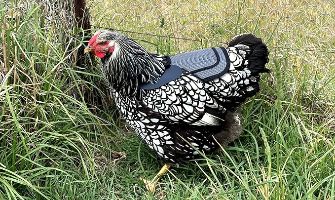 DOWN UNDER OUTDOORS 4 Pack Medium-Large Saddles with Adjustable Straps, Poultry Saver, Protector, Apron, Supplies, Care Products (Grey Mesh)…