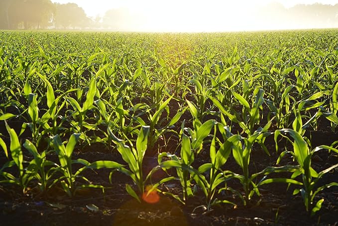 CountryMax Cracked Corn for Birds, Turkeys, Wildlife, Chickens (10 Pounds)