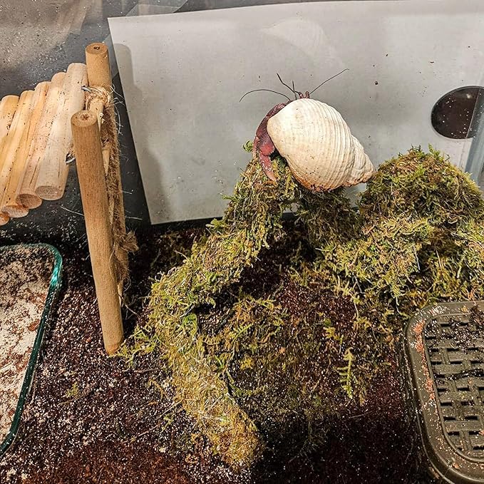 HERCCOCCI Hermit Crab Accessories, 6Pcs Hermit Crab Toys Coconut Shell Hut Climbing Hammock Artificial Plants for Hermit Crabs