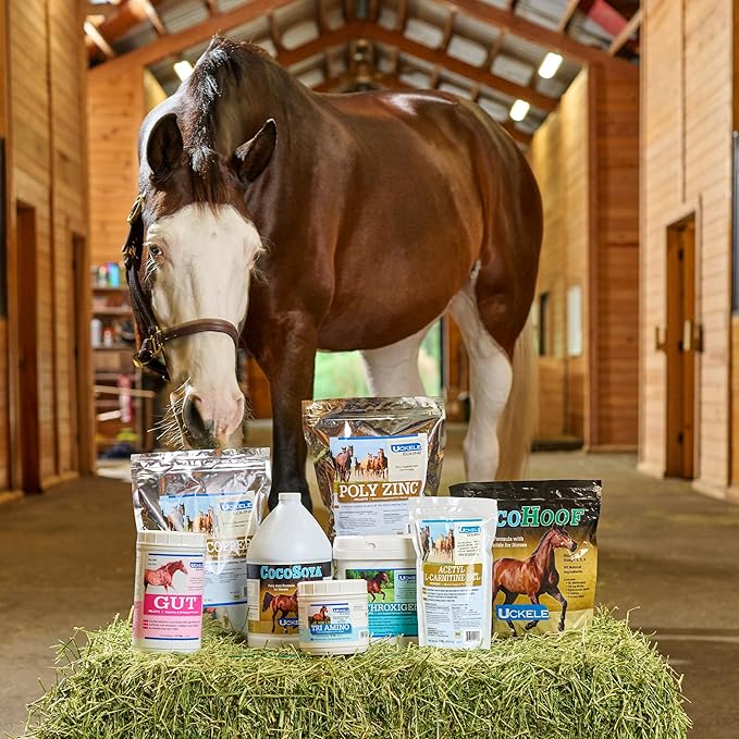 Tendon EQ Pellets | Horse Muscle and Ligament Supplement for Horses | Encourages Resilient Tendons | Includes Glycine, Copper, Zinc, and More | 11.7 lb Bag