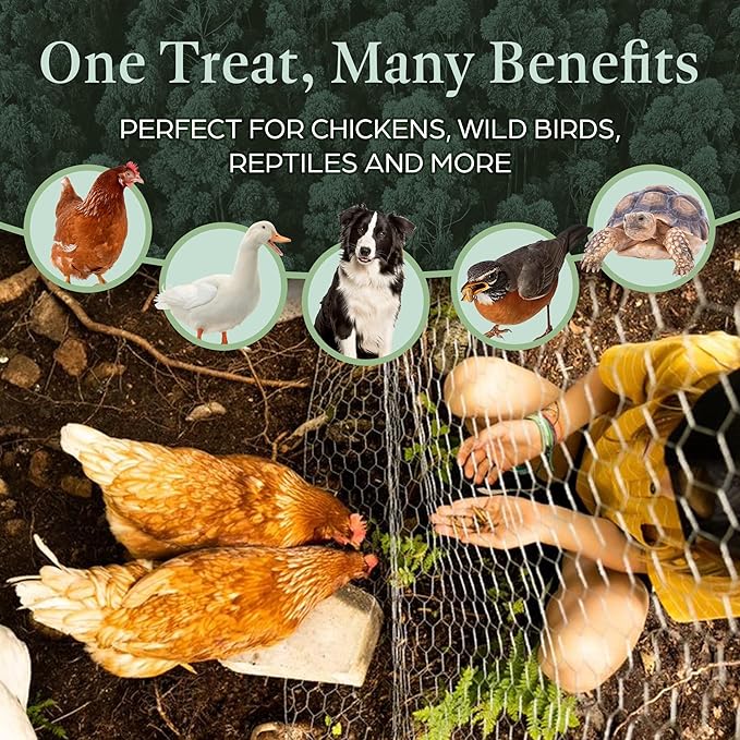 Dried Black Soldier Fly Larvae Chicken Bulk - for Hens, Duck, Wild Birds, Lizard, Tortoise, Fish - All Natural High Protein Dried Mealworms Alternative - Made in North America