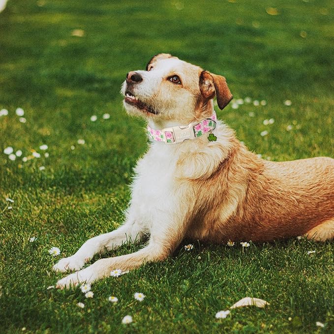 St Patricks Day Dog Collar for Small Dogs - Cute Light Pink Shamrock Girl Dog Collars, Adjustable Irish Clover Puppy Collar with Quick Release Buckle XS