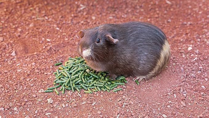 High Desert Delight Alfalfa Pellets: The Holy Grail of Small Pet Food for Your Furry, Feathered, and Shelled Friends