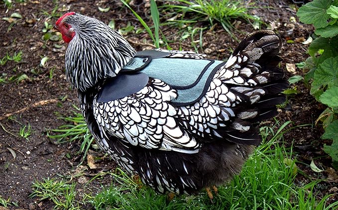 DOWN UNDER OUTDOORS 4 Pack Medium-Large Saddles with Adjustable Straps, Poultry Saver, Protector, Apron, Supplies, Care Products (Green)
